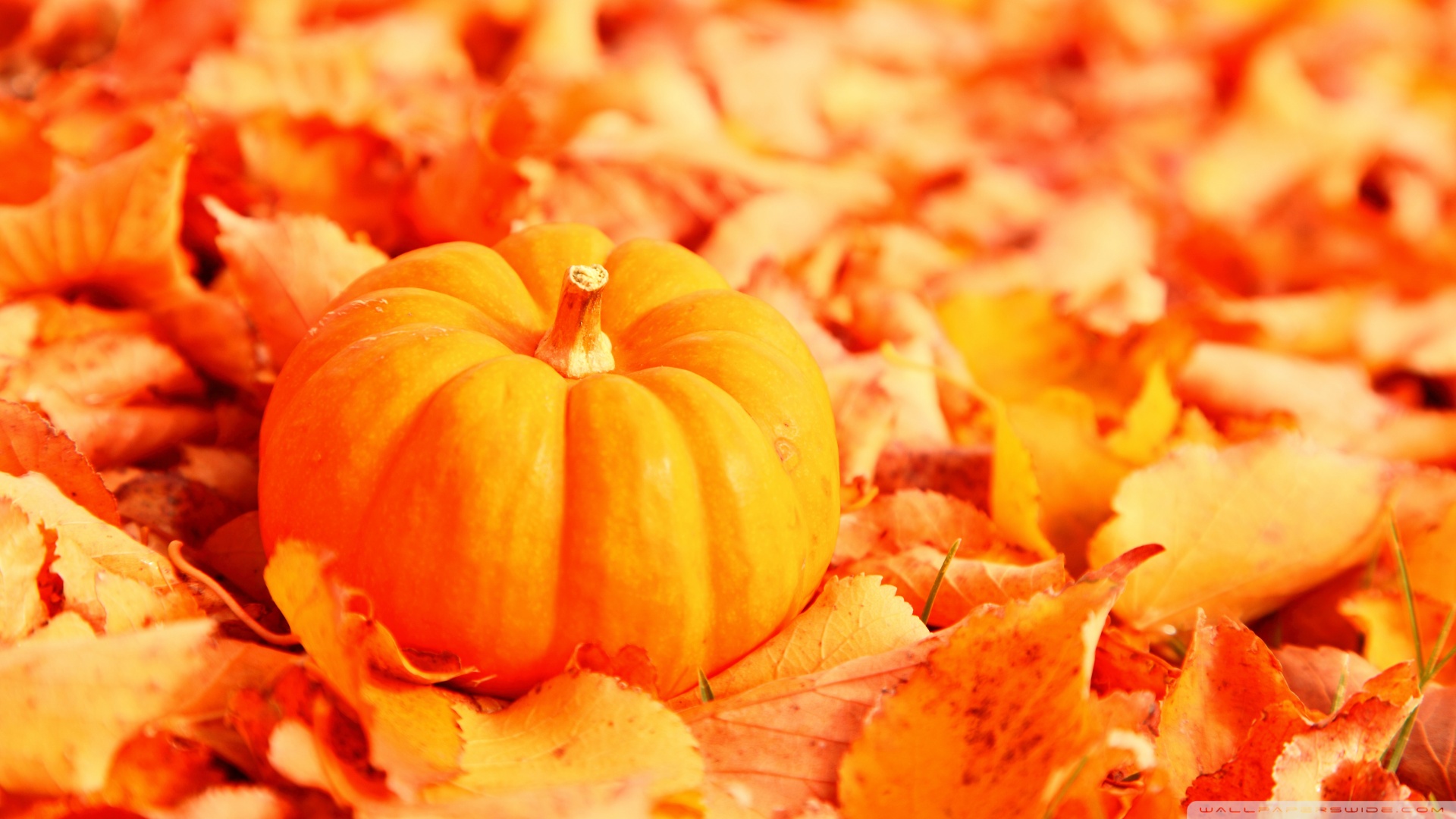 Баннер сервера pumkin dies to scientists